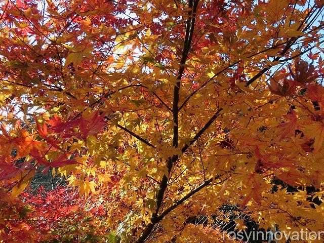 岡山県北紅葉情報１