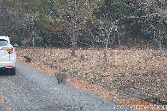 備中松山城雲海３　野猿