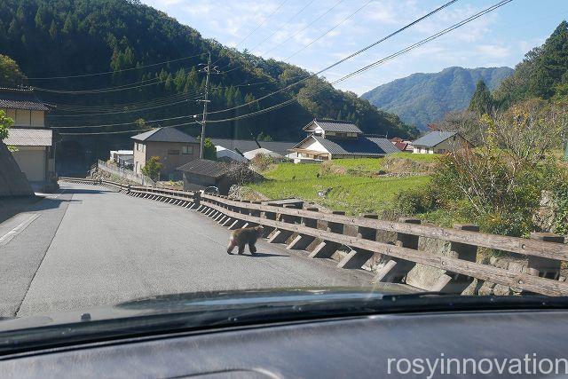 備中松山城３２　野生の猿