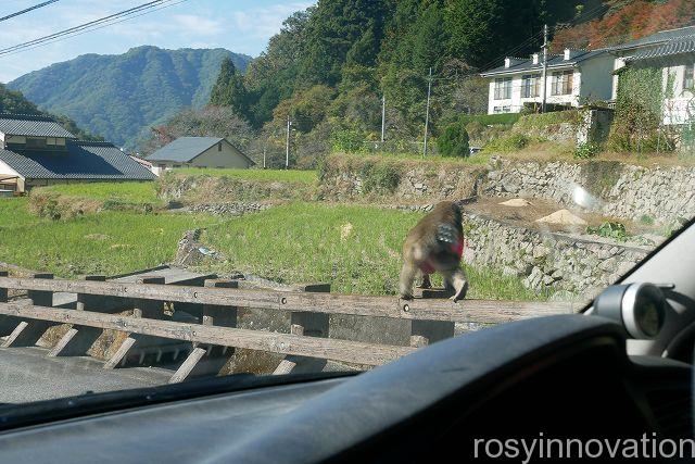 備中松山城３３　野猿